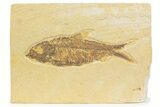 Detailed Fossil Fish (Knightia) - Wyoming #373719-1